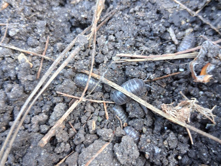 Facts For Kids: The Amazing Roly-Poly Pill Bugs