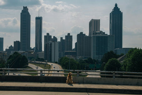 5 of Our Favorite Atlanta Dogwalking Parks