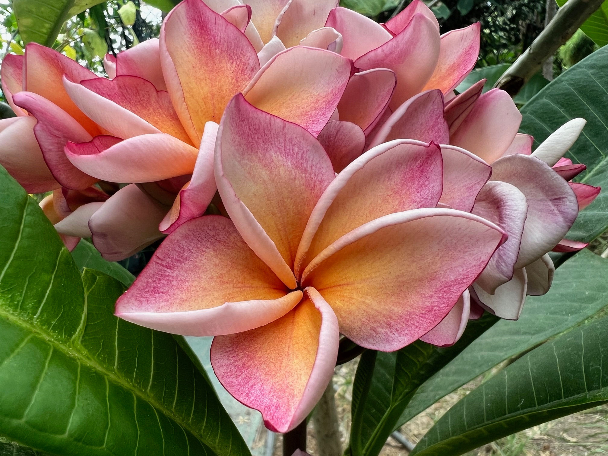 Plumeria rubra California Sunset ( pot 2L ).