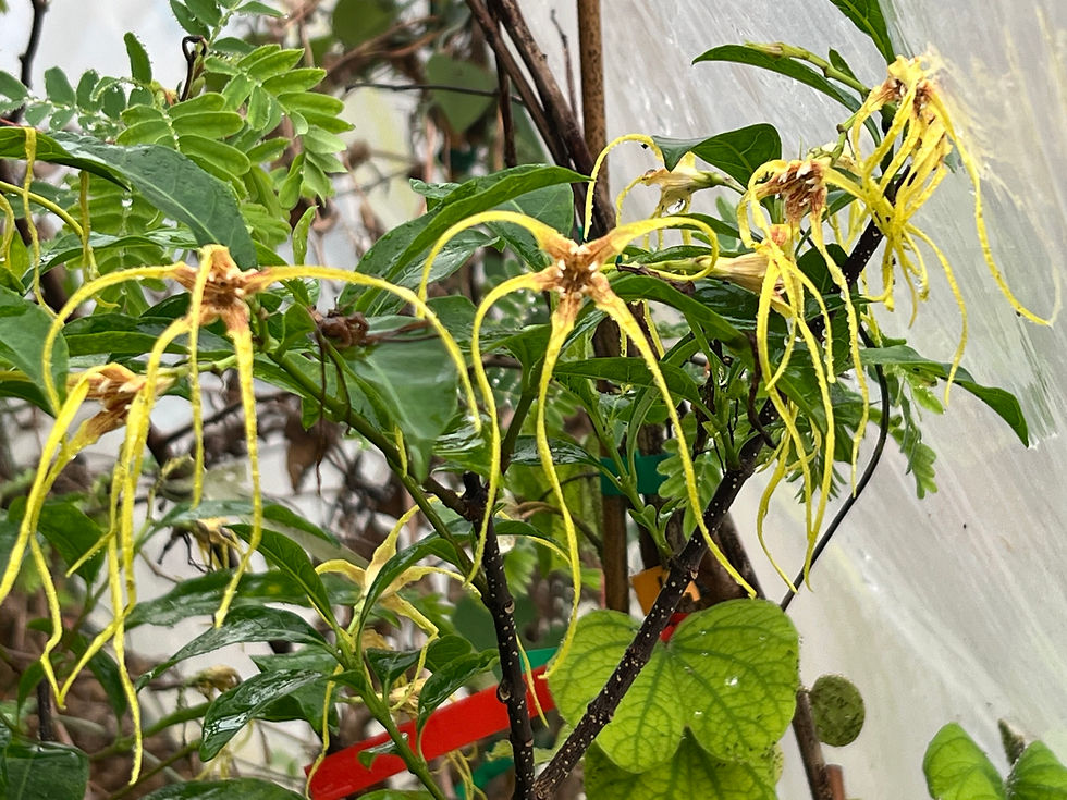 Miniature : Strophanthus divaricatus ( Apocynaceae ) pot 1L.
