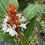 Miniature : Hedychium kwangsiense