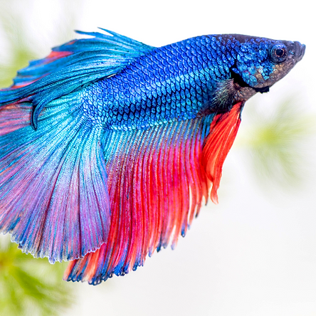 betta.png