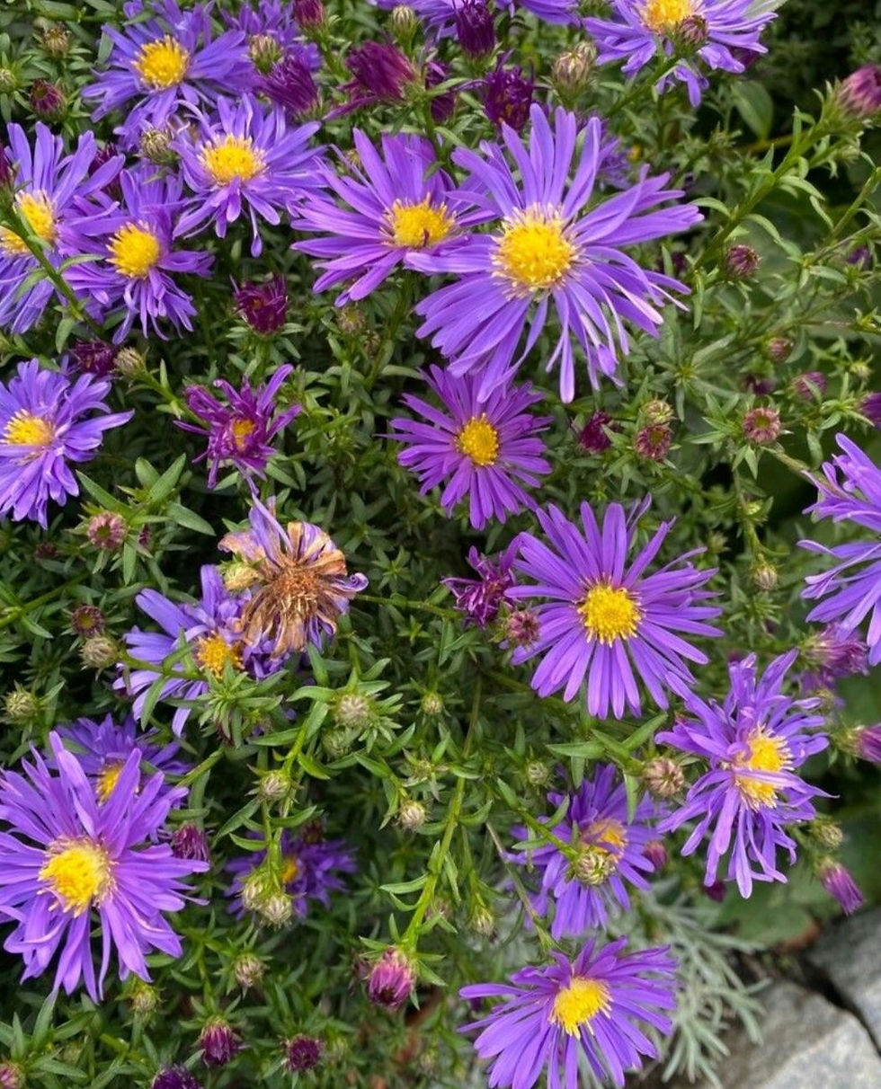 Thumbnail: Purple daisies 6