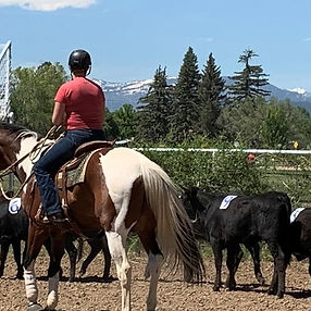 5. 2023 FCCRA Cattle Sorting Clinic