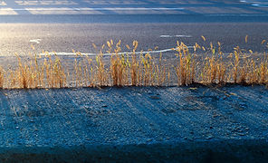 weeds in cracks