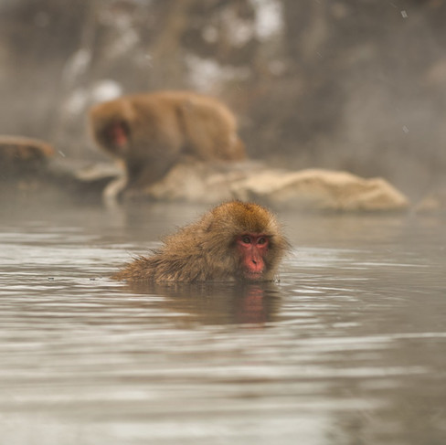 عشر بقع غريبة وساحرة في اليابان لازم تفوتها كيوتو طوكيو