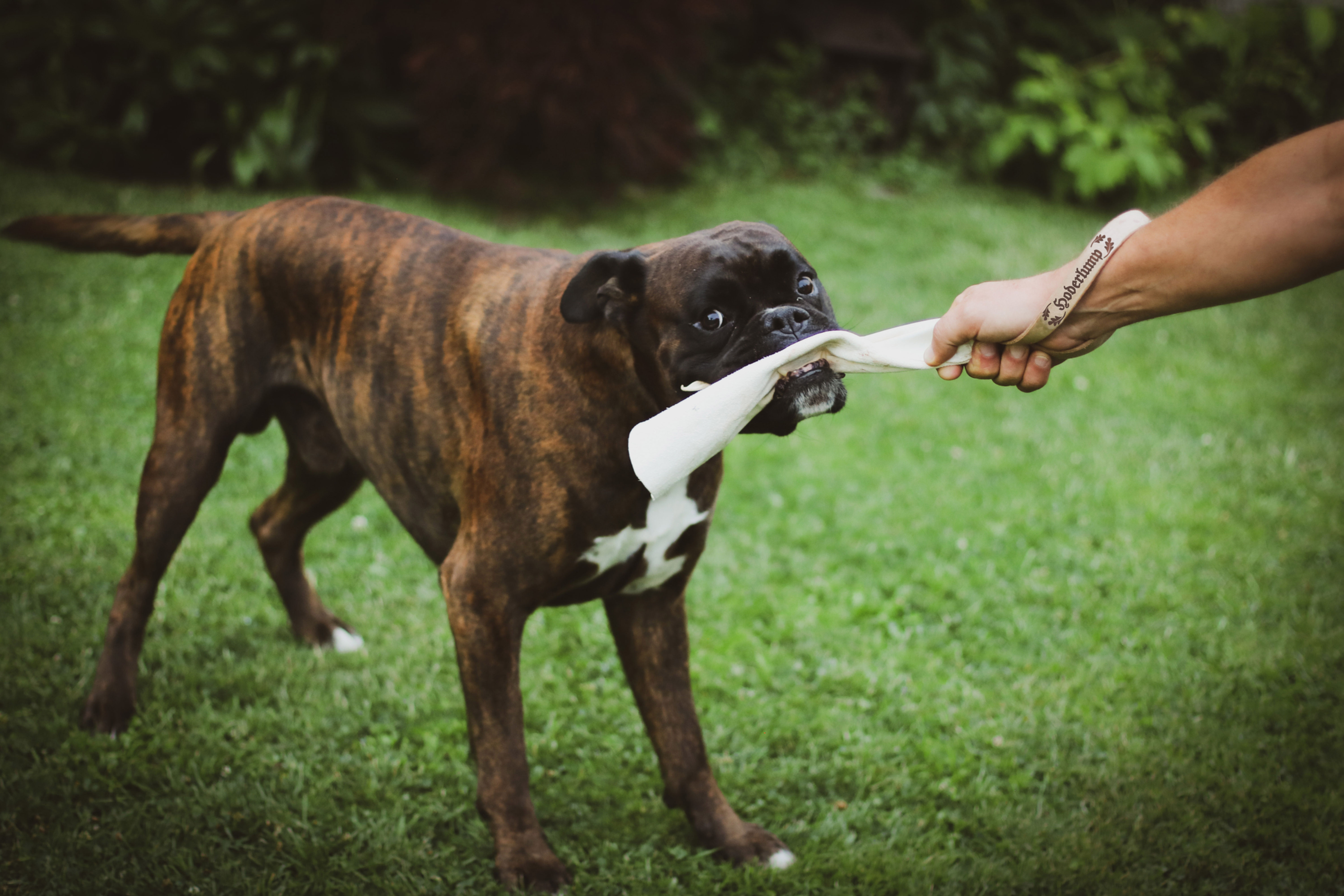 Hund spielt mit Zerrspiel "HODERLUMP" aus dem Shop Hundsammascho.de