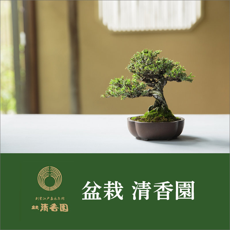 盆栽 清香園 | そごう千葉店 | 西武・そごう