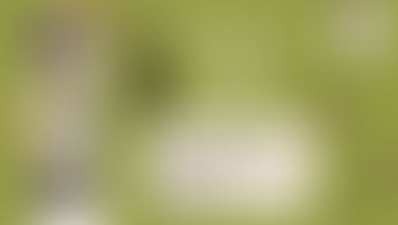 2026年4月開催！ワンちゃんと一緒にドッグオーナートレーニング＆パピー教室【ペット向けイベント】