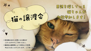  9/21[sun] 猫の譲渡会