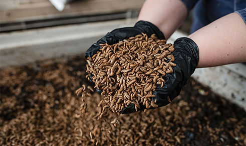 Hotel-in-Australia-manages-food-waste-using-insects.jpg