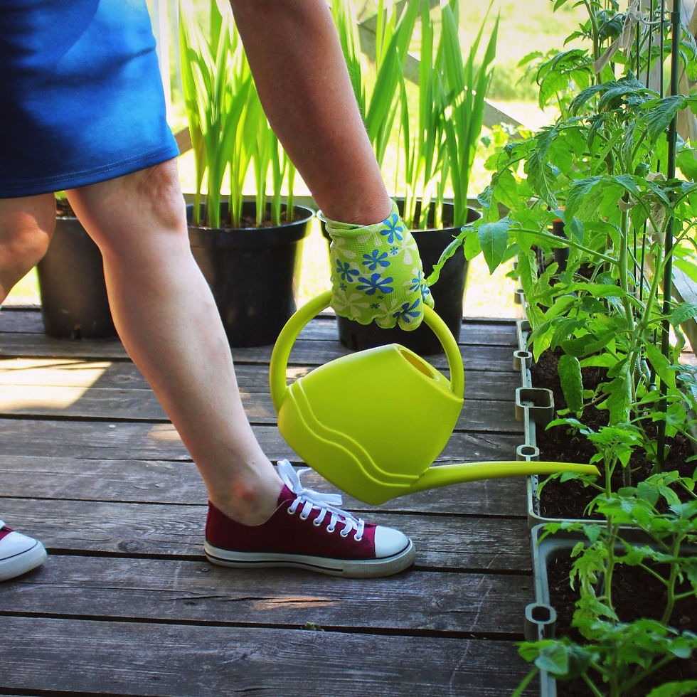 watering tomatoes
