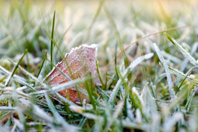 Frosty grass
