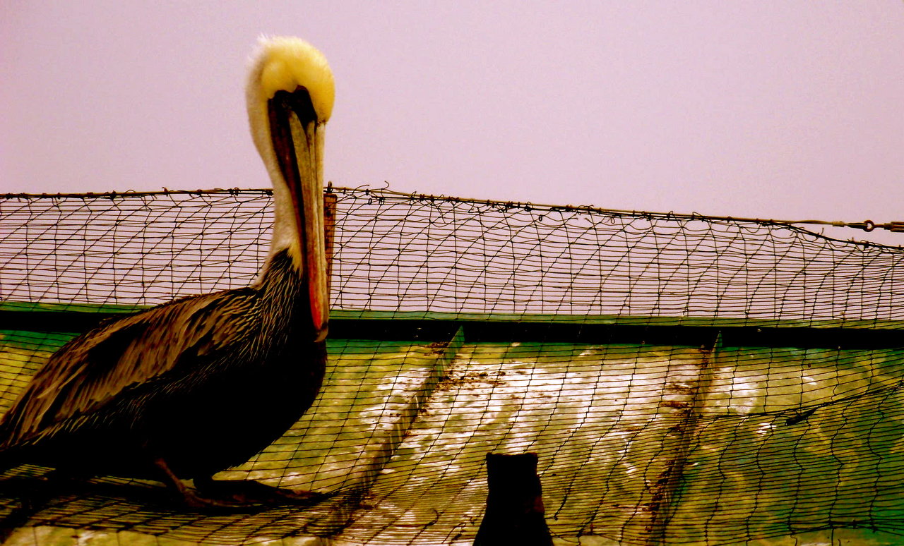 royal brown pelican 1