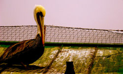 royal brown pelican 1