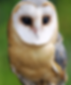 owl.png
