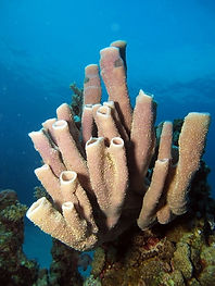poriferos.jpg