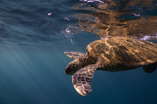 Screenshot 2023-03-21 at 3.32.47 PM.png