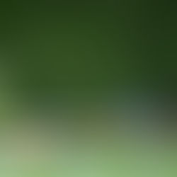 Sampdoria - Rapperswil-Jona