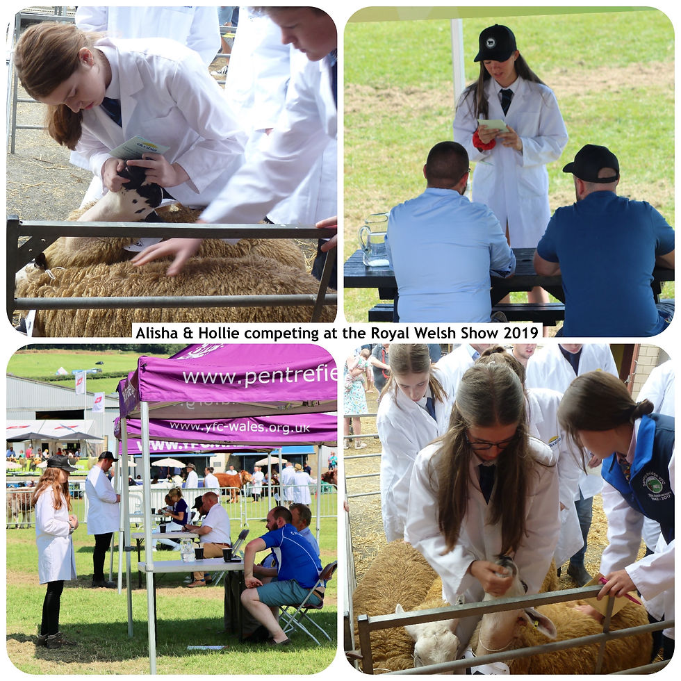 Royal Welsh Show 3