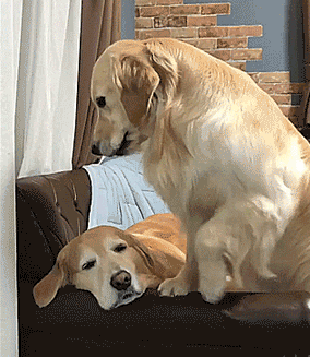 3.gif