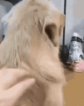 6.gif