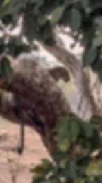 Miniaturbild: Sri Lanka Familien Reiseplaner