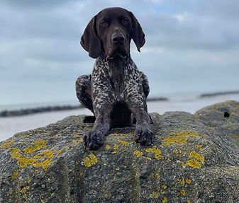 Jasper, training in Bognor whilst boarding.