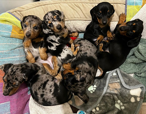 puppies 6.jpg