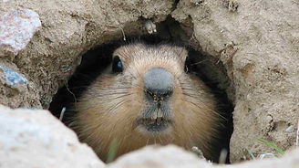 Canva-Groundhog-after-winter-hibernation-Baikonur-Kazakhstan.jpg