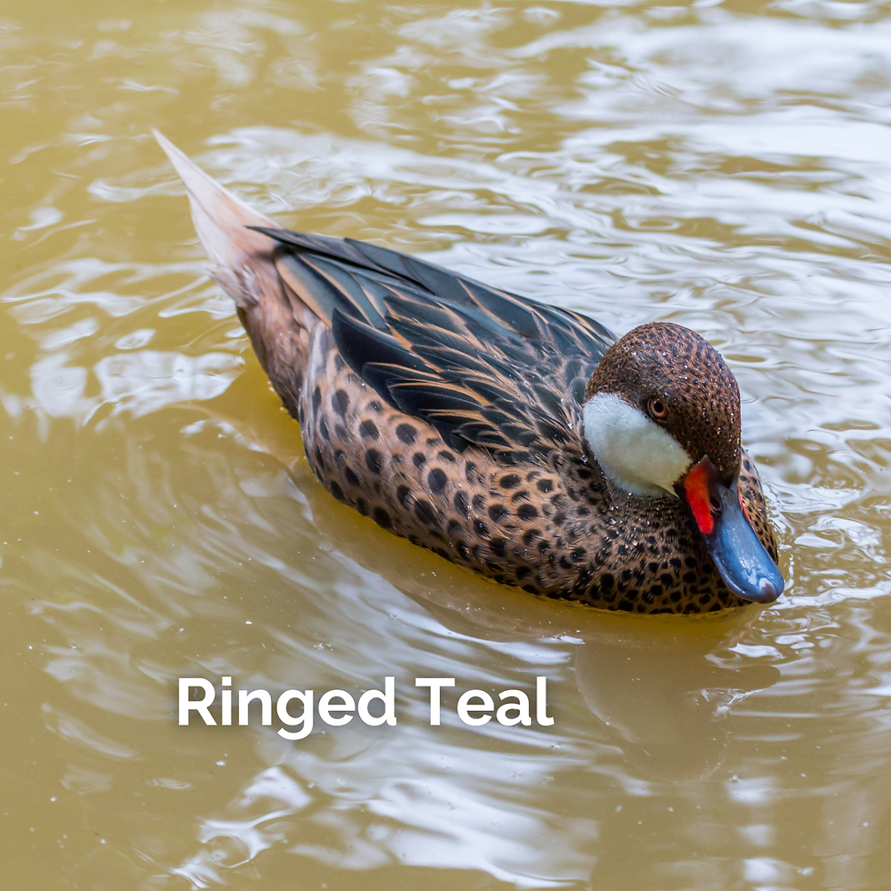 Ringed Teal