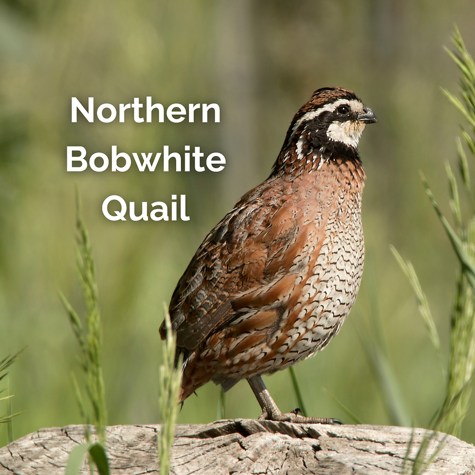 Northern Bobwhite Quail