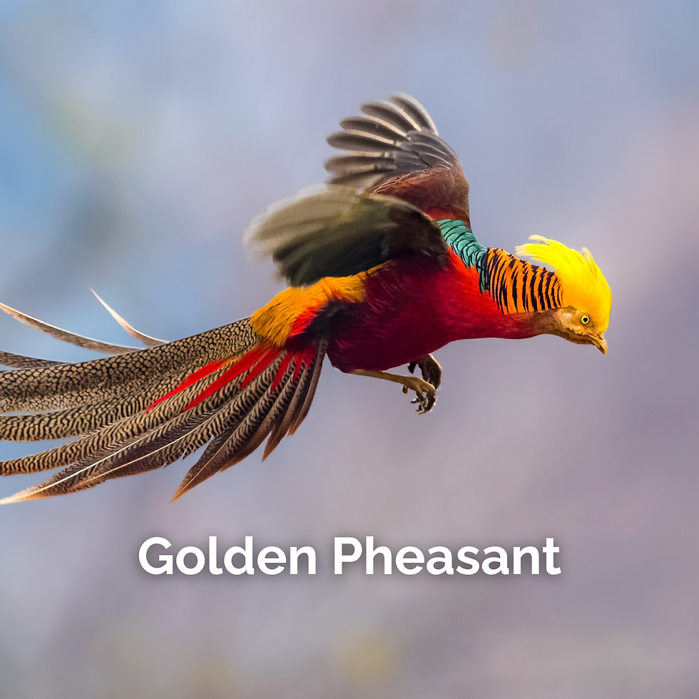 Golden Pheasant