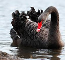 black swan.jpg