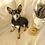 Thumbnail: Doggie Soap