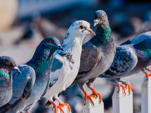 Is Your Writing As Nuanced as the Colors of a Pigeon’s Feathers? By Jude Hopkins, August 29, 2022