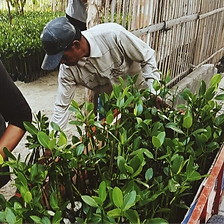a man is planting mangrove trees