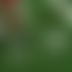 Dutch Fork Holiday Traditions