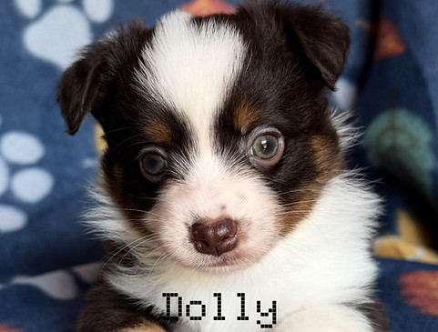 Dolly ASDR Toy Mini Australian Shepherd Female