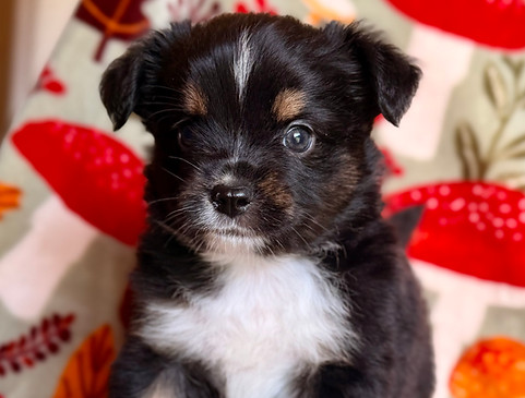 black Mini Aussie brown eyes