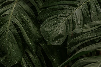 wet-monstera-deliciosa-plant-leaves-in-a-garden-2025-02-10-09-59-09-utc.jpg