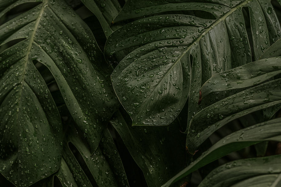 wet-monstera-deliciosa-plant-leaves-in-a-garden-2025-02-10-09-59-09-utc.jpg