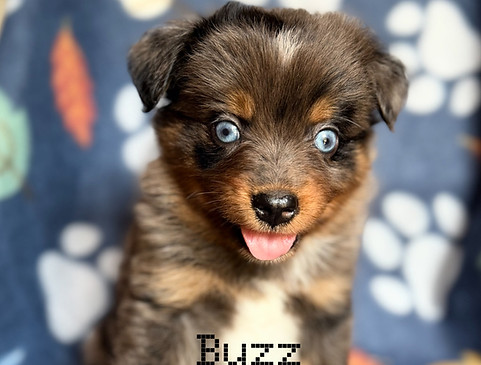 Buzz ASDR Mini Australian Shepherd Male