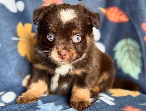 Woody ASDR Mini Australian Shpeherd Male