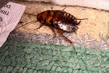 A German cockroach with dark stripes is crawling on the edge of a green carpet