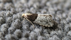 A close-up photograph of a tapestry moth (Trichophaga tapetzella) resting on a textured grey carpet