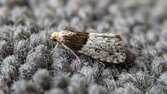A close-up photograph of a tapestry moth (Trichophaga tapetzella) resting on a textured grey carpet