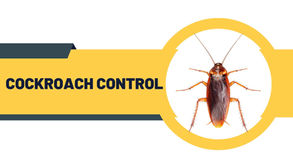 Infographic showing eco-friendly cockroach control methods by award-winning BPCA and NPTA certified pest technicians