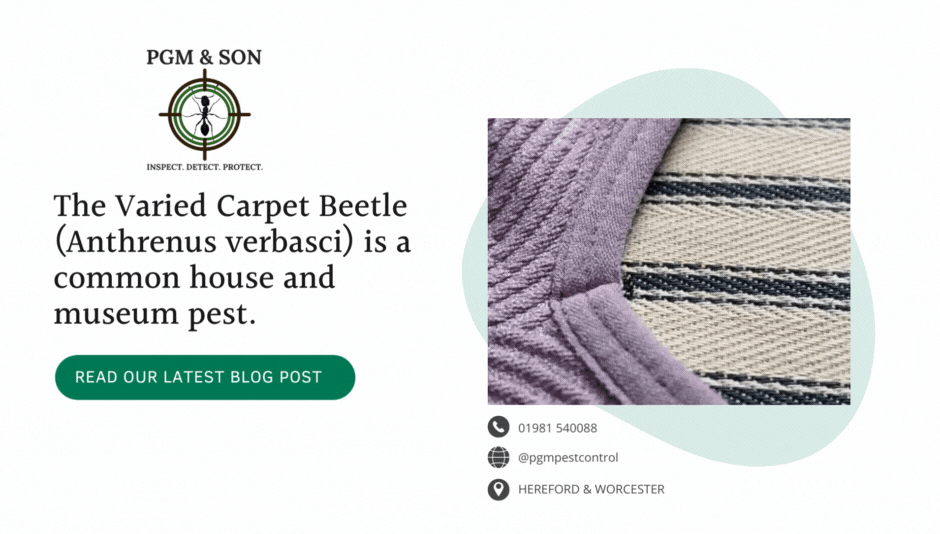Carpet Beetle Control Herefordshire and Worcestershire
