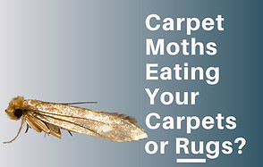 Carpet Moths Eating your Carpets or Rugs_ Hereford Pest Control Services PGM & SON 2020 Aw